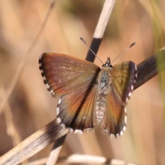 Neolucia agricola (Fringed Heath-blue) at Bruce Ridge - 30 Oct 2023 by ConBoekel