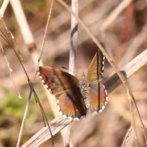 Neolucia agricola at Bruce, ACT - 31 Oct 2023