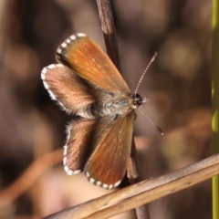 Neolucia agricola at Bruce, ACT - 31 Oct 2023