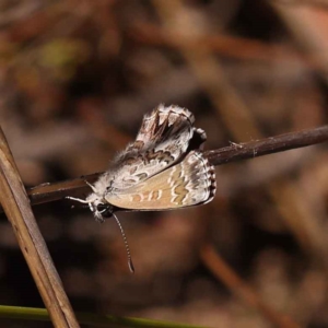 Neolucia agricola at Bruce, ACT - 31 Oct 2023 09:33 AM