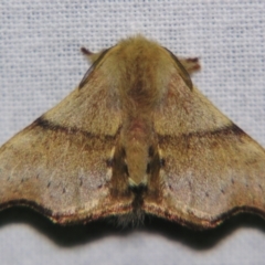 Panacela lewinae (A Monkey moth) at Sheldon, QLD - 25 Oct 2007 by PJH123