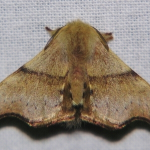 Panacela lewinae at Sheldon, QLD - suppressed