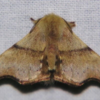 Panacela lewinae (Lewin's Bag-shelter Moth) at Sheldon, QLD - 25 Oct 2007 by PJH123
