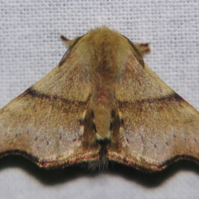 Panacela lewinae (A Monkey moth) at Sheldon, QLD - 25 Oct 2007 by PJH123