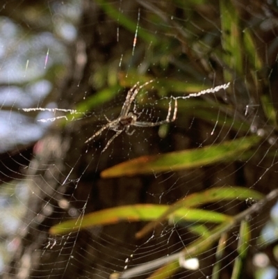 Araneinae (subfamily) (Orb weaver) at Lake Ginninderra - 1 Nov 2023 by Butterflygirl