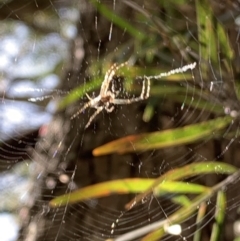 Araneinae (subfamily) at Belconnen, ACT - 1 Nov 2023