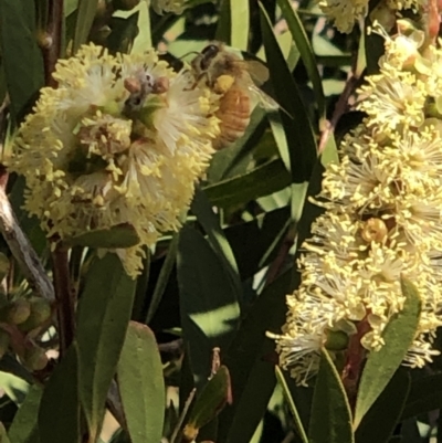 Apis mellifera (European honey bee) at Belconnen, ACT - 1 Nov 2023 by Butterflygirl