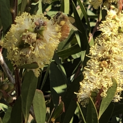 Apis mellifera (European honey bee) at Lake Ginninderra - 1 Nov 2023 by Butterflygirl