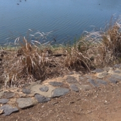 Unidentified Plant at Belconnen, ACT - 1 Nov 2023 by Kireet