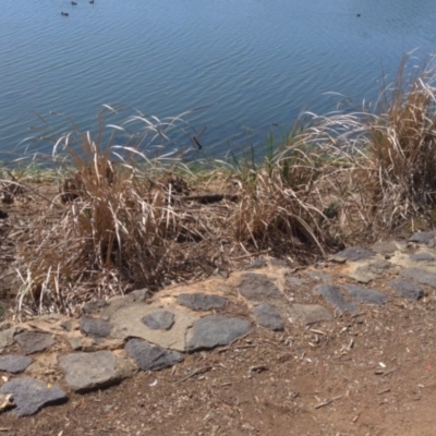 Unidentified Plant at Belconnen, ACT - 1 Nov 2023 by Kireet