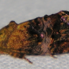 Peritropha oligodrachma (A twig moth) at Sheldon, QLD - 25 Oct 2007 by PJH123