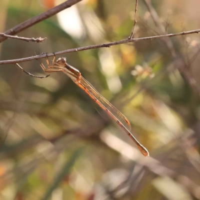 Zygoptera (suborder) (Damselfly) at Bruce, ACT - 30 Oct 2023 by ConBoekel