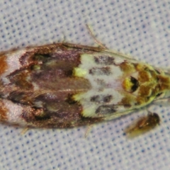 Piloprepes gelidella (A Concealer moth) at Sheldon, QLD - 25 Oct 2007 by PJH123