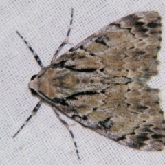 Rhuma argyraspis (Webbed Grey) at Sheldon, QLD - 25 Oct 2007 by PJH123