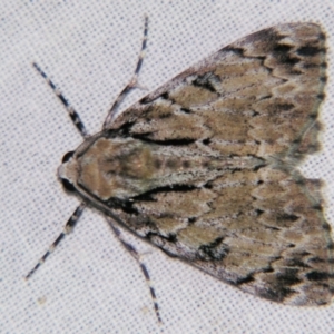 Rhuma argyraspis at Sheldon, QLD - suppressed