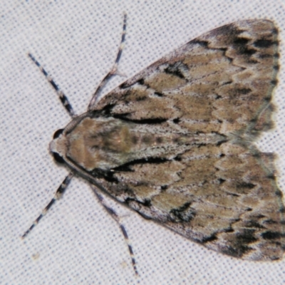 Rhuma argyraspis (Webbed Grey) at Sheldon, QLD - 25 Oct 2007 by PJH123