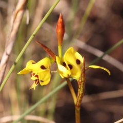 Diuris sulphurea (Tiger Orchid) at Bruce Ridge - 30 Oct 2023 by ConBoekel