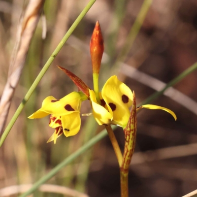 Diuris sulphurea (Tiger Orchid) at Bruce, ACT - 30 Oct 2023 by ConBoekel