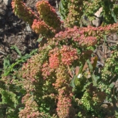 Rumex sp. (A Dock) at Belconnen, ACT - 1 Nov 2023 by Kireet