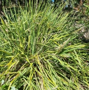 Lomandra longifolia at Belconnen, ACT - 1 Nov 2023