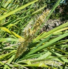 Lomandra longifolia at Belconnen, ACT - 1 Nov 2023 03:08 PM