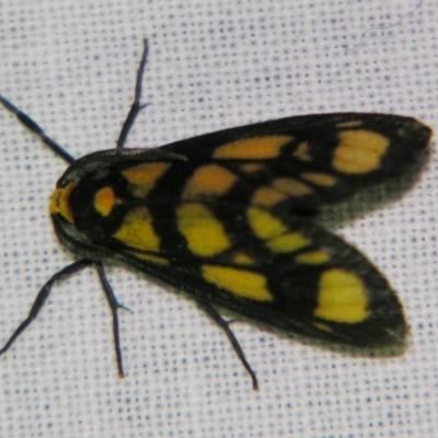 Asura bipars (Asura bipars) at Sheldon, QLD - 25 Oct 2007 by PJH123