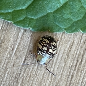 Paropsis pictipennis at Macgregor, ACT - 1 Nov 2023