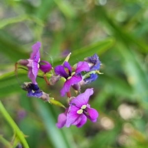 Hardenbergia violacea at Belconnen, ACT - 1 Nov 2023