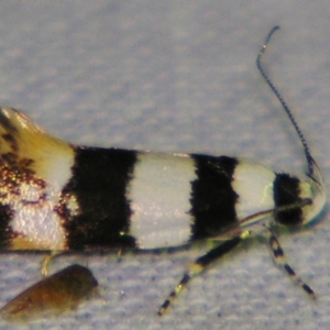 Telecrates melanochrysa at Sheldon, QLD - suppressed