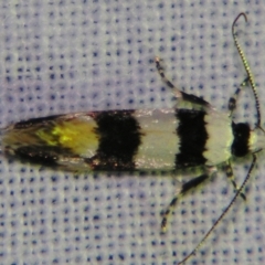 Telecrates melanochrysa at Sheldon, QLD - suppressed