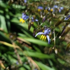 Dianella sp. (Flax Lily) at Belconnen, ACT - 20 Oct 2023 by Butterflygirl