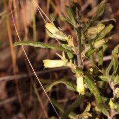 Billardiera scandens (Hairy Apple Berry) at Bruce Ridge - 30 Oct 2023 by ConBoekel