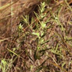 Billardiera scandens at Bruce, ACT - 31 Oct 2023 09:18 AM