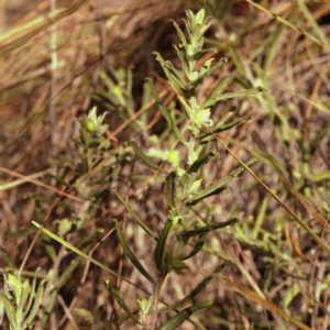 Billardiera scandens at Bruce, ACT - 31 Oct 2023