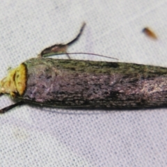 Thymiatris cephalochra (A Gelechioid moth (Xyloryctidae)) at Sheldon, QLD - 26 Oct 2007 by PJH123