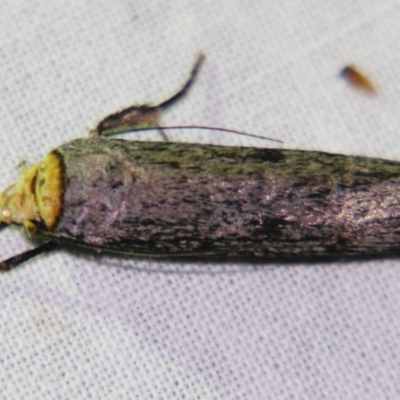 Thymiatris cephalochra (A Gelechioid moth (Xyloryctidae)) at Sheldon, QLD - 26 Oct 2007 by PJH123