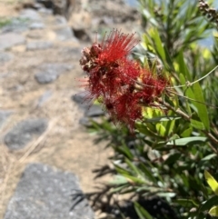 Callistemon (genus) (A Bottlebrush) at Belconnen, ACT - 1 Nov 2023 by Butterflygirl