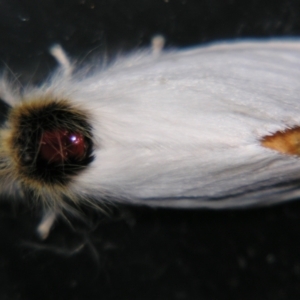 Trichiocercus sparshalli at Sheldon, QLD - suppressed