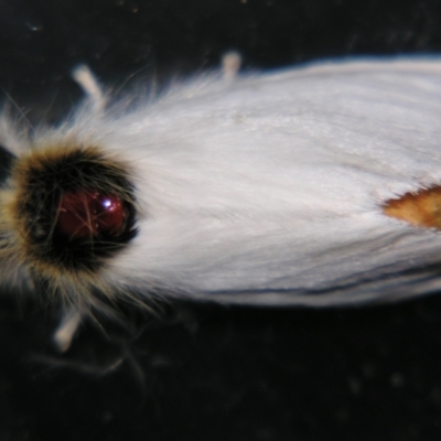 Trichiocercus sparshalli (Sparshall's Moth) at Sheldon, QLD - 25 Oct 2007 by PJH123