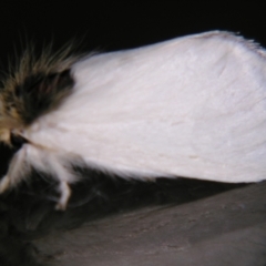 Trichiocercus sparshalli at Sheldon, QLD - suppressed