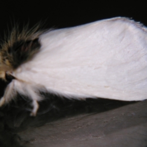 Trichiocercus sparshalli at Sheldon, QLD - suppressed