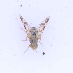 Austrotephritis poenia (Australian Fruit Fly) at Bruce, ACT - 31 Oct 2023 by ConBoekel