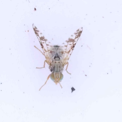 Austrotephritis poenia (Australian Fruit Fly) at Bruce Ridge to Gossan Hill - 30 Oct 2023 by ConBoekel