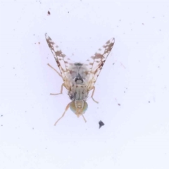 Austrotephritis poenia (Australian Fruit Fly) at Bruce Ridge - 30 Oct 2023 by ConBoekel