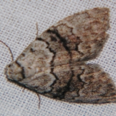 Uraba lugens (Gumleaf Skeletonizer) at Sheldon, QLD - 25 Oct 2007 by PJH123