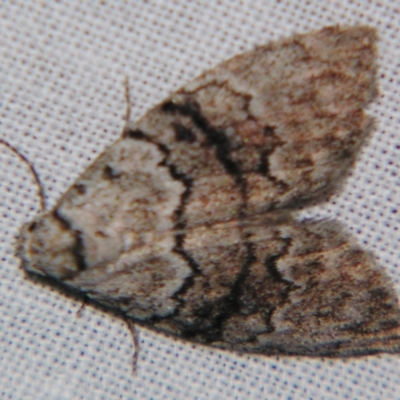 Uraba lugens (Gumleaf Skeletonizer) at Sheldon, QLD - 25 Oct 2007 by PJH123