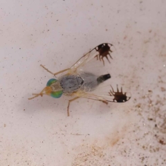 Trupanea (genus) (Fruit fly or seed fly) at Bruce, ACT - 30 Oct 2023 by ConBoekel