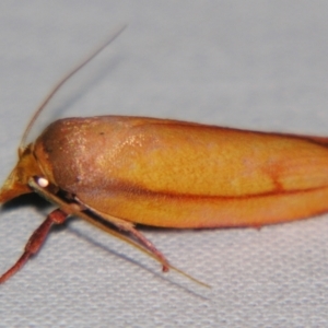 Wingia aurata at Sheldon, QLD - suppressed