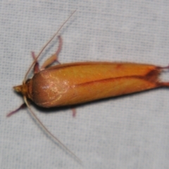 Wingia aurata at Sheldon, QLD - suppressed