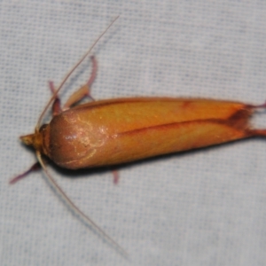 Wingia aurata at Sheldon, QLD - suppressed